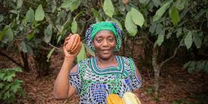 Cocoa Crisis: Study Warns of 50% Land Loss in West, Central Africa by 2050