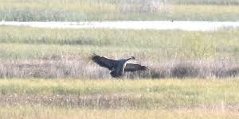 Common crane returns to Ireland after more than 3 centuries