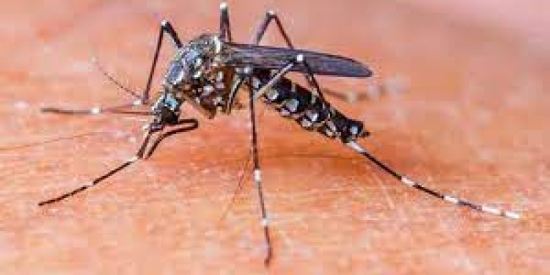 Culex or common house mosquitoes that have resurfaced in Delhi