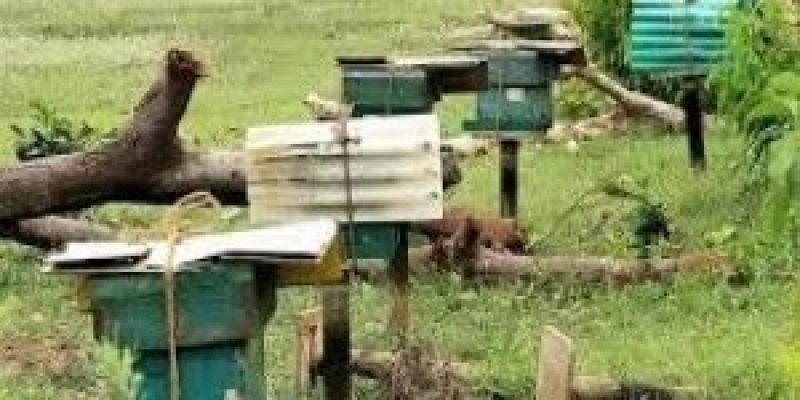 Cyclone Fani dealt a big blow to honeybees in coastal Odisha