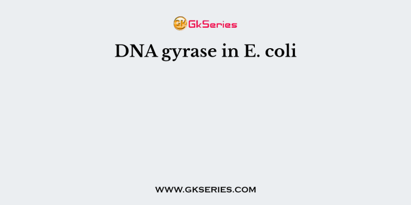 DNA gyrase in E. coli