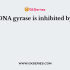 DNA replication rates in prokaryotes are approximately of the order of