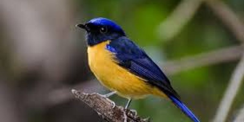Declining forest bird species in Western Himalaya