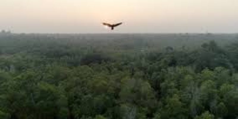 Documentary on Auroville’s afforestation project