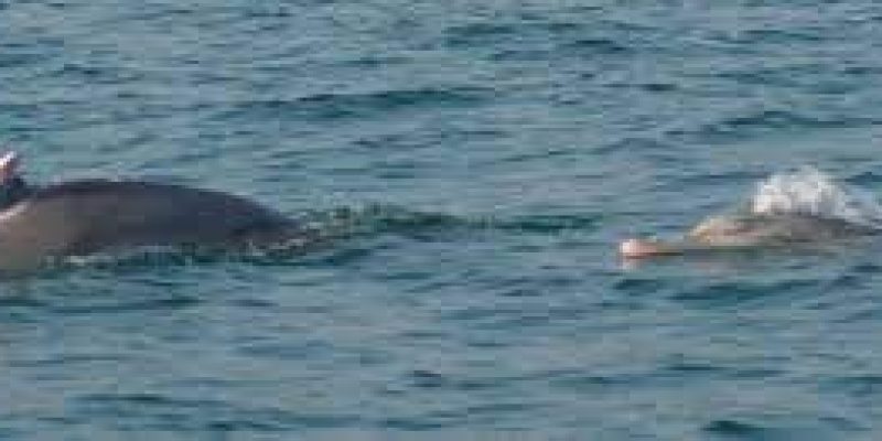 Dolphin boom in Odisha’s Chilika lake