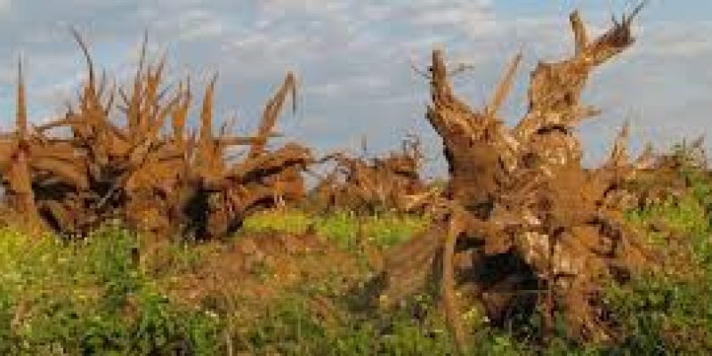 Draft Environmental Impact Assessment (EIA) 2020