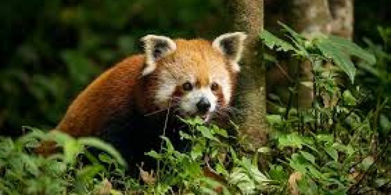 Durgesh Aranya Zoological Park Set to Achieve India’s First IGBC Certification