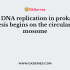 The synthesis of DNA by DNA polymerase occurs in the