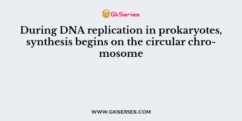 During DNA replication in prokaryotes, synthesis begins on the circular chromosome