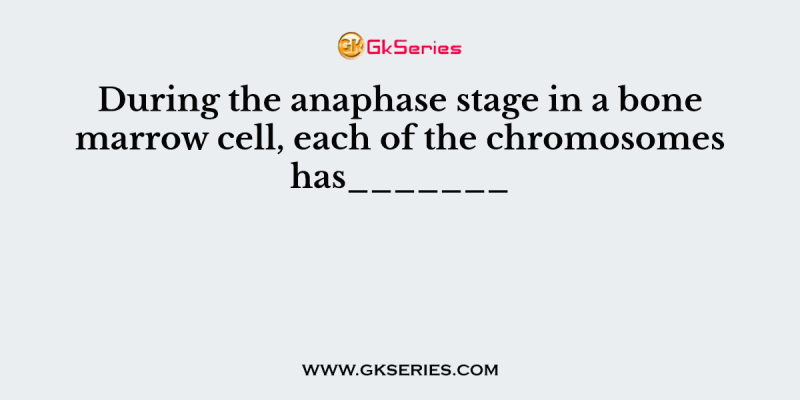 During the anaphase stage in a bone marrow cell, each of the chromosomes has_______