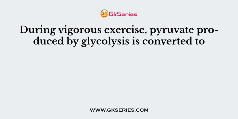 During vigorous exercise, pyruvate produced by glycolysis is converted to