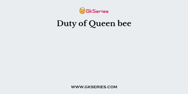 Duty of Queen bee