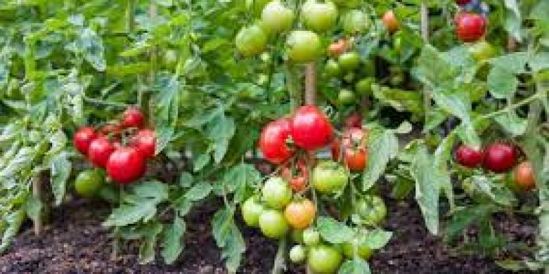 Effective defense strategy deployed by a resistant tomato cultivar