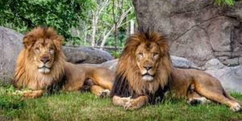 Eight Asiatic lions test positive for coronavirus in Hyderabad zoo