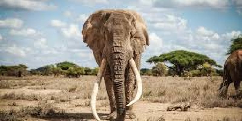 World Elephant Day 2020