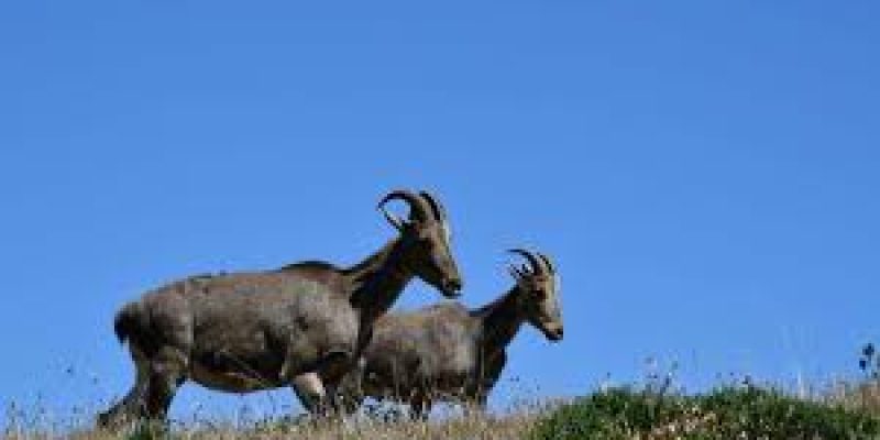 Endangered Species Fund in Tamil Nadu Gets Fresh Lease of Life