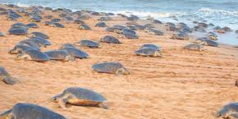 Experts panel takes stock of turtle conservation