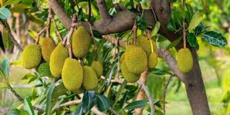 Export of 1.2 MT of fresh jackfruit from Tripura to London