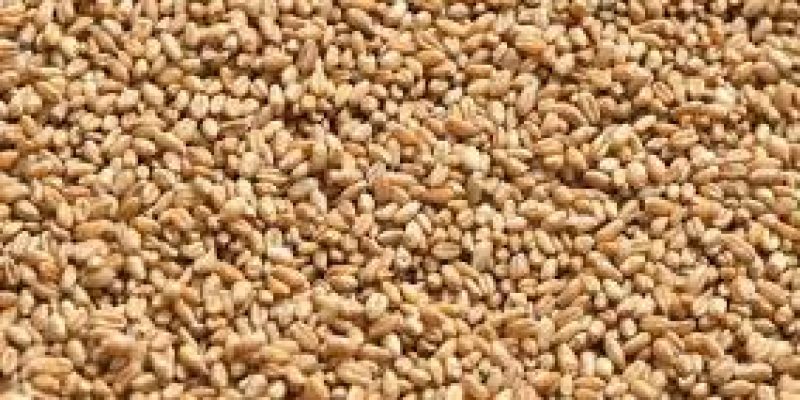 Exports of GI certified Bhalia wheat from Gujarat