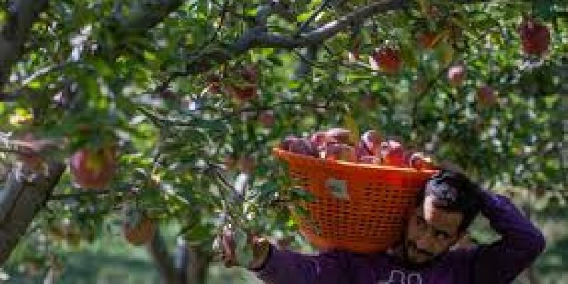 Extension of MIS for apple procurement in J&K approved