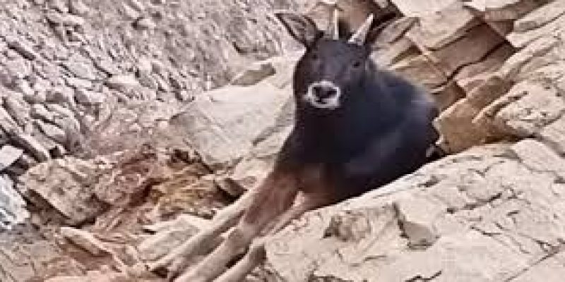 Extinct Himalayan Serow spotted in Spiti Valley