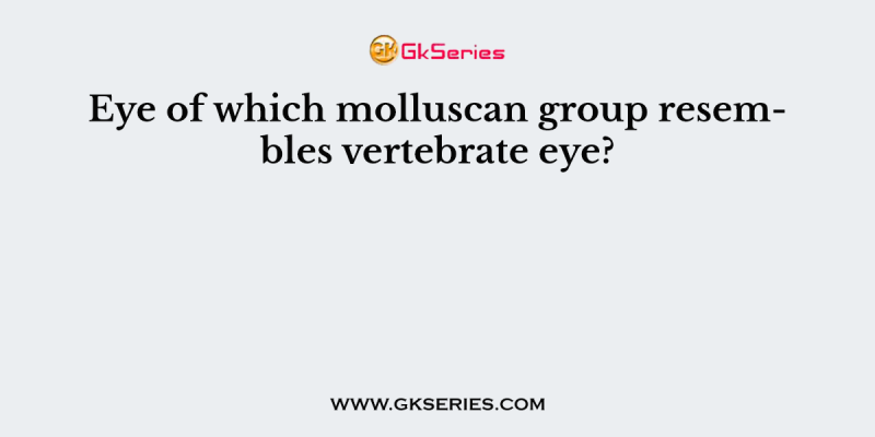 Eye of which molluscan group resembles vertebrate eye?