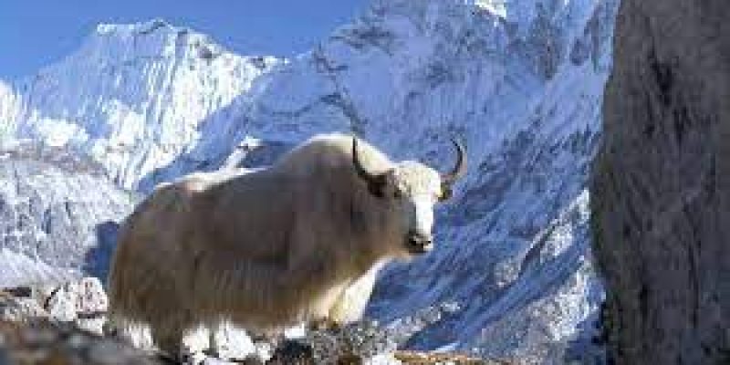 FSSAI approved Yak as a ‘food animal’