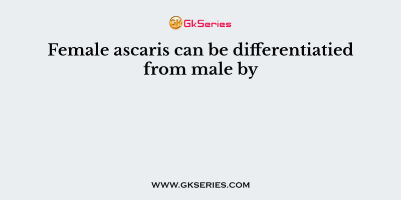 Female ascaris can be differentiatied from male by