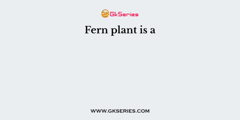 Fern plant is a
