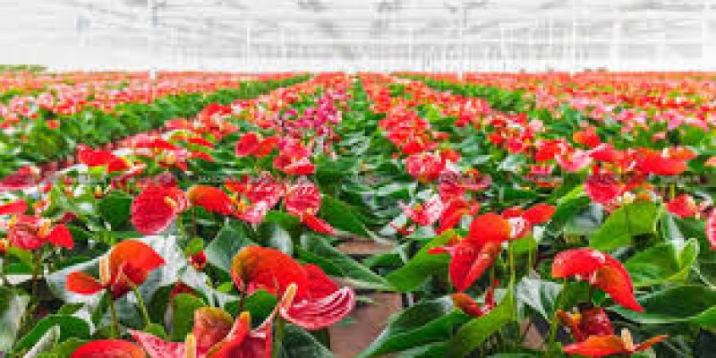 First-Ever Export of Anthurium Flowers from Mizoram to Singapore