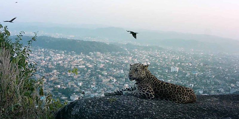 First Leopard Population Survey in Guwahati