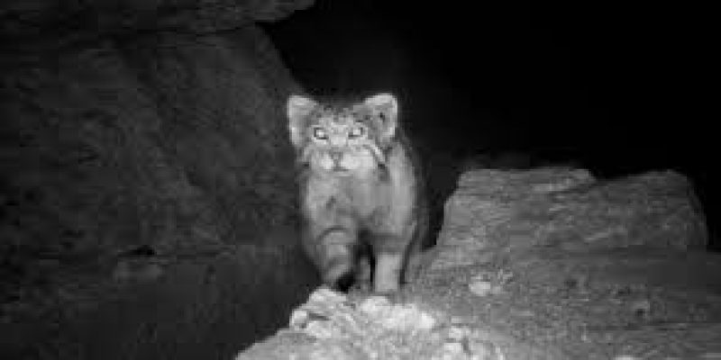 First Photographic Evidence of Pallas’s Cat in Himachal Pradesh
