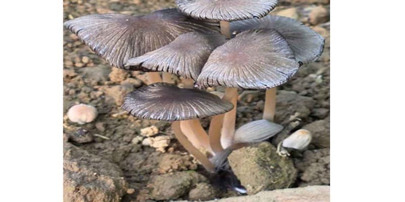 First Record of Pleated Inkcap in Arunachal Pradesh