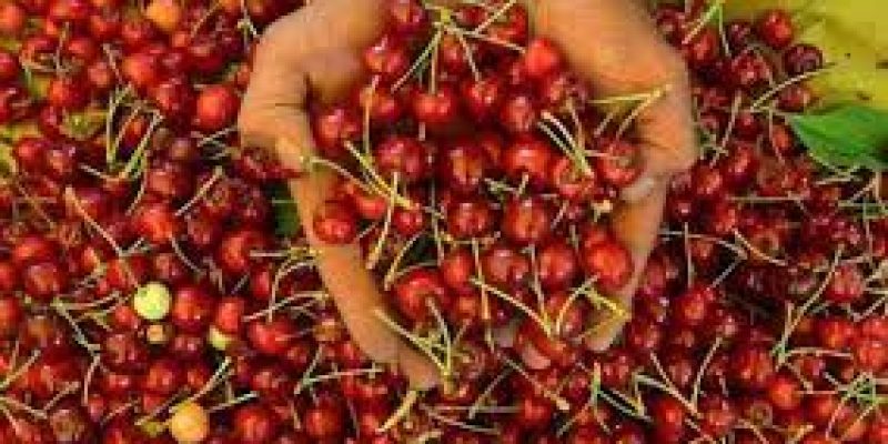 First commercial shipment of Mishri variety of cherries