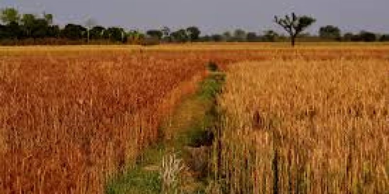 Adverse Impact of Global Warming on Food Crops
