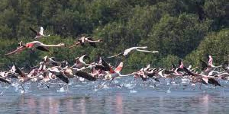 Four more sites in India added to Ramsar list