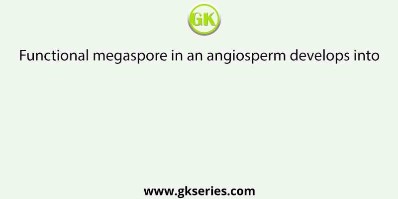 Functional megaspore in an angiosperm develops into
