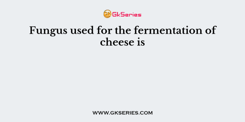 Fungus used for the fermentation of cheese is