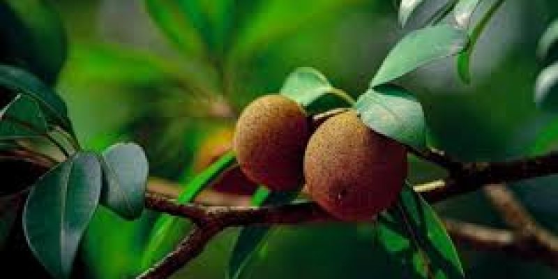 GI certified Gholvad sapota from Maharashtra finds its way to the UK