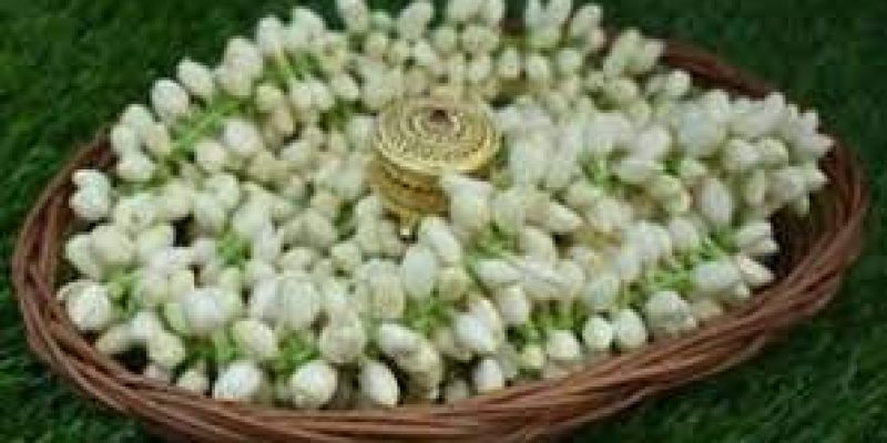 GI certified Madurai Malli exported to USA & Dubai from Tamil Nadu