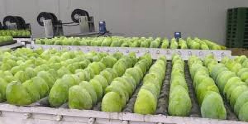 GI certified Zardalu mangoes exported to the United Kingdom