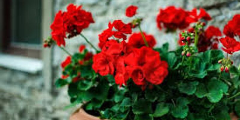New technology to boost production of Geranium