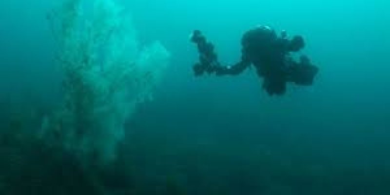 Giant 300-Year-Old Black Coral Discovered in New Zealand’s Deep Sea