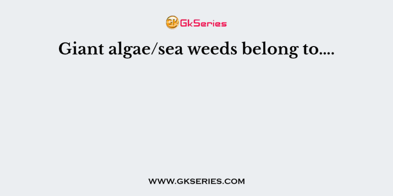 Giant algae/sea weeds belong to….