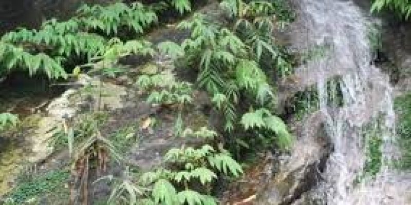 Botanist found Plant thought to be extinct for more than 135 years