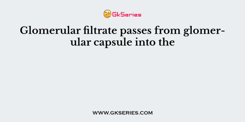 Glomerular filtrate passes from glomerular capsule into the