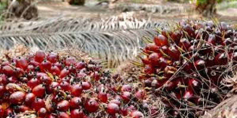 Godrej Agrovet signs MoU with Assam, Manipur and Tripura for Oil palm