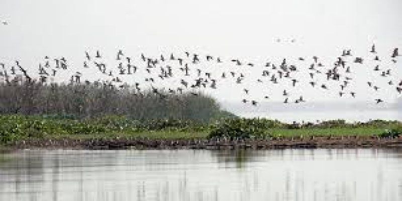 Gogabeel Lake in Bihar Declared Newest Ramsar Site