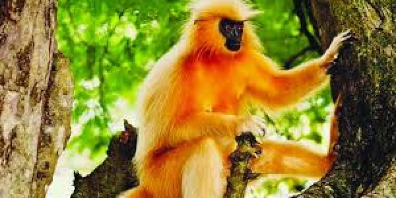 Golden Langurs suffer forced abortion, infanticide