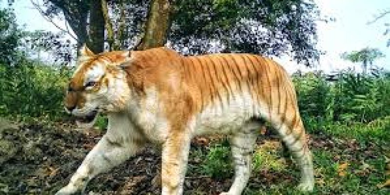 Tigers found in Kaziranga habitat are different from the rest of the world